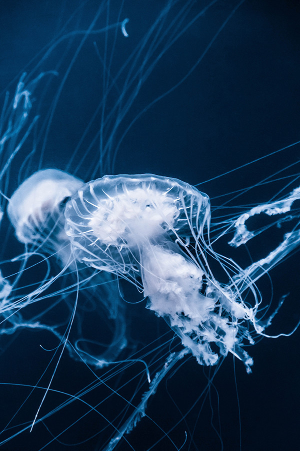 Underwater photo of a jellyfish in front on a blue background