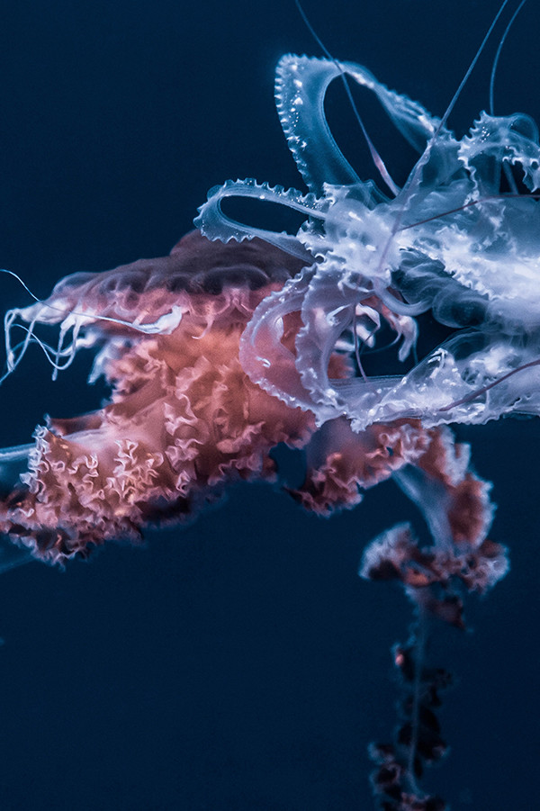 Underwater photo of a jellyfish in front on a blue background
                             title=